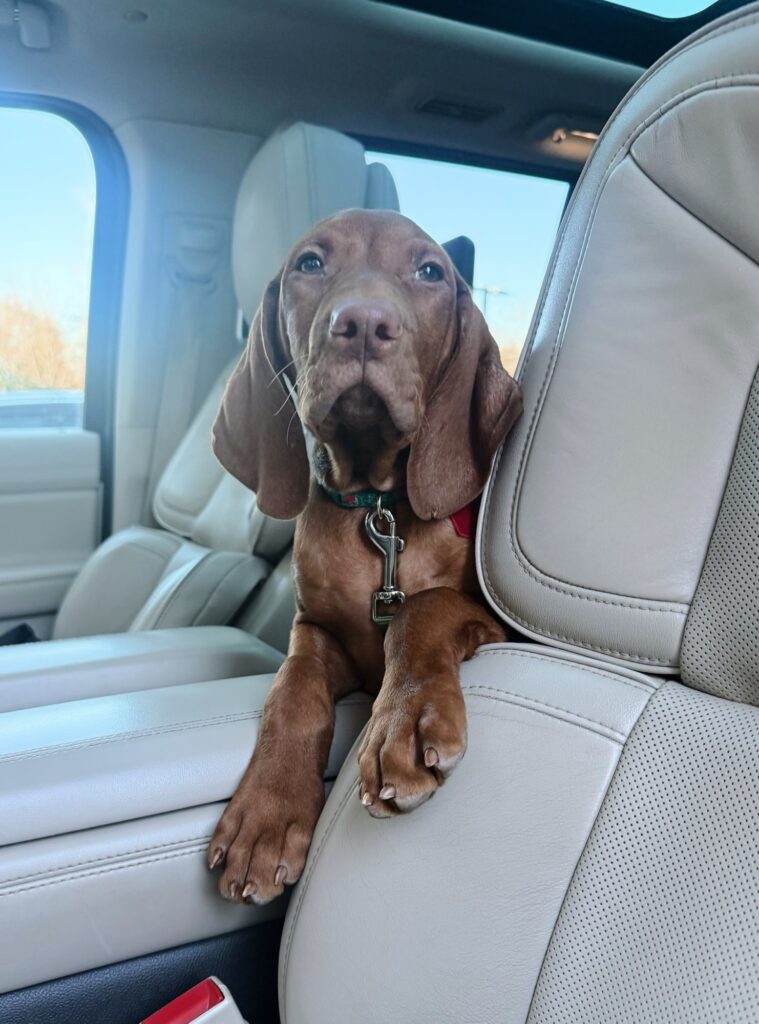 comet vizsla 