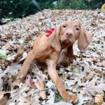 comet vizsla Things I