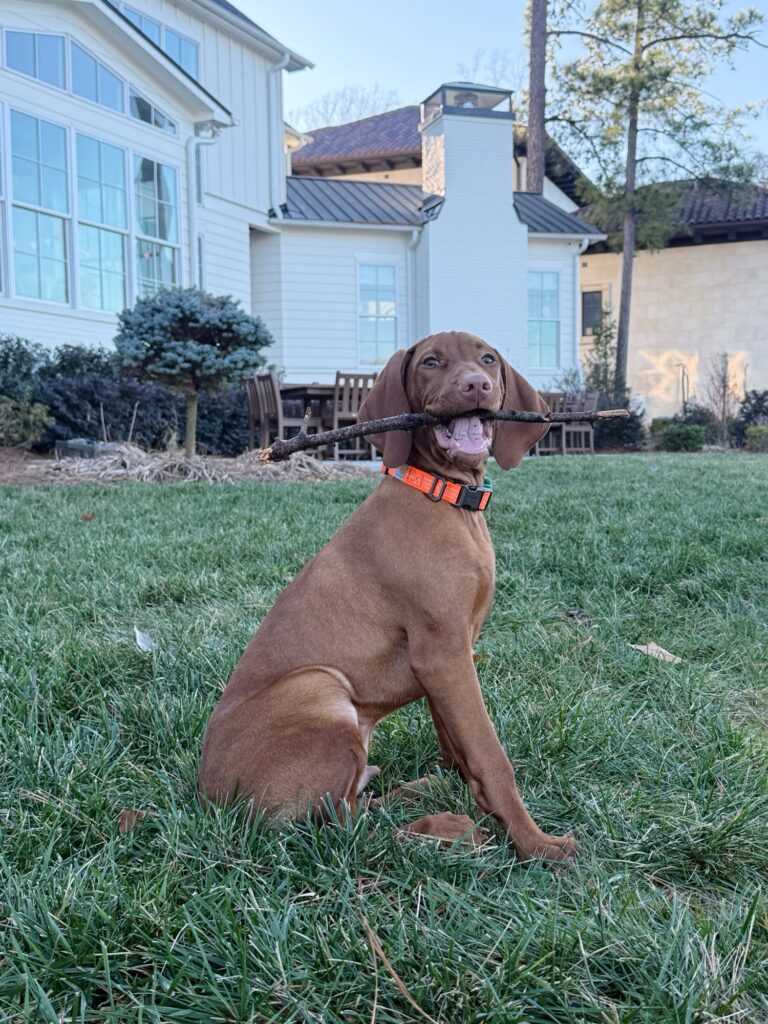 comet vizsla 4 months old