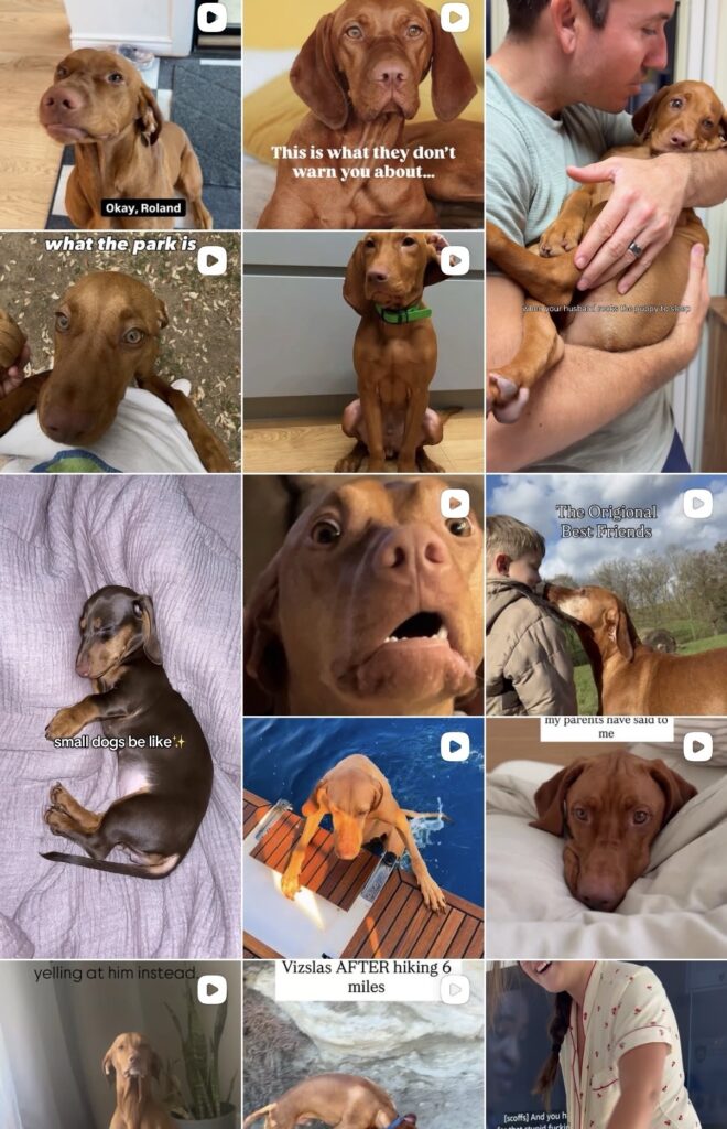 vizsla instagram