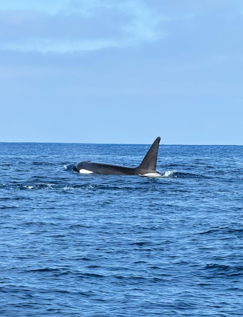 azores whale watching