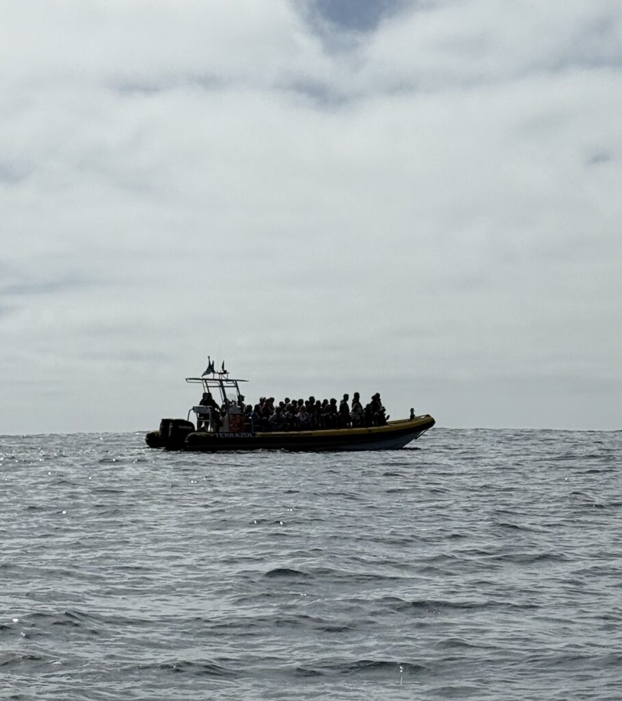 whale and dolphin watching