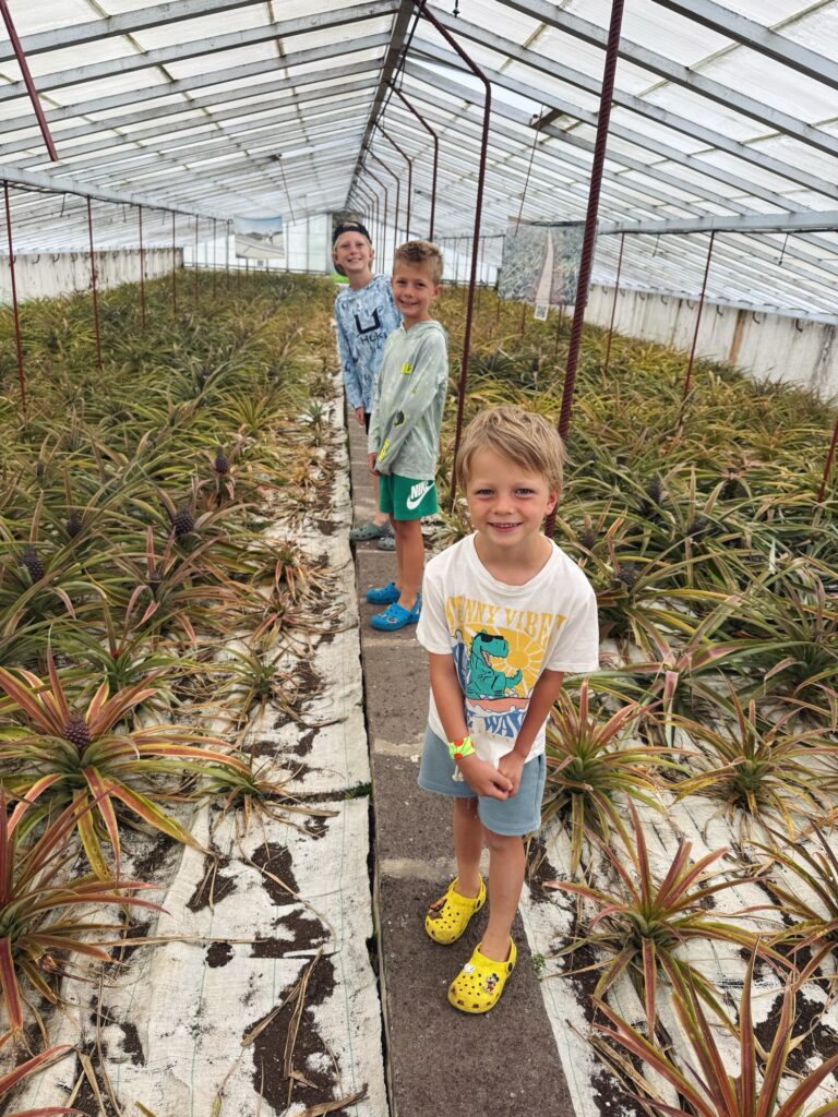 pineapple plantation