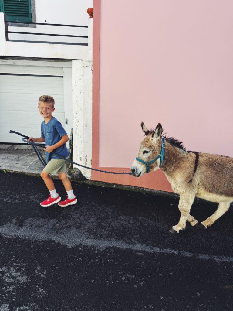 donkeys and friends azores