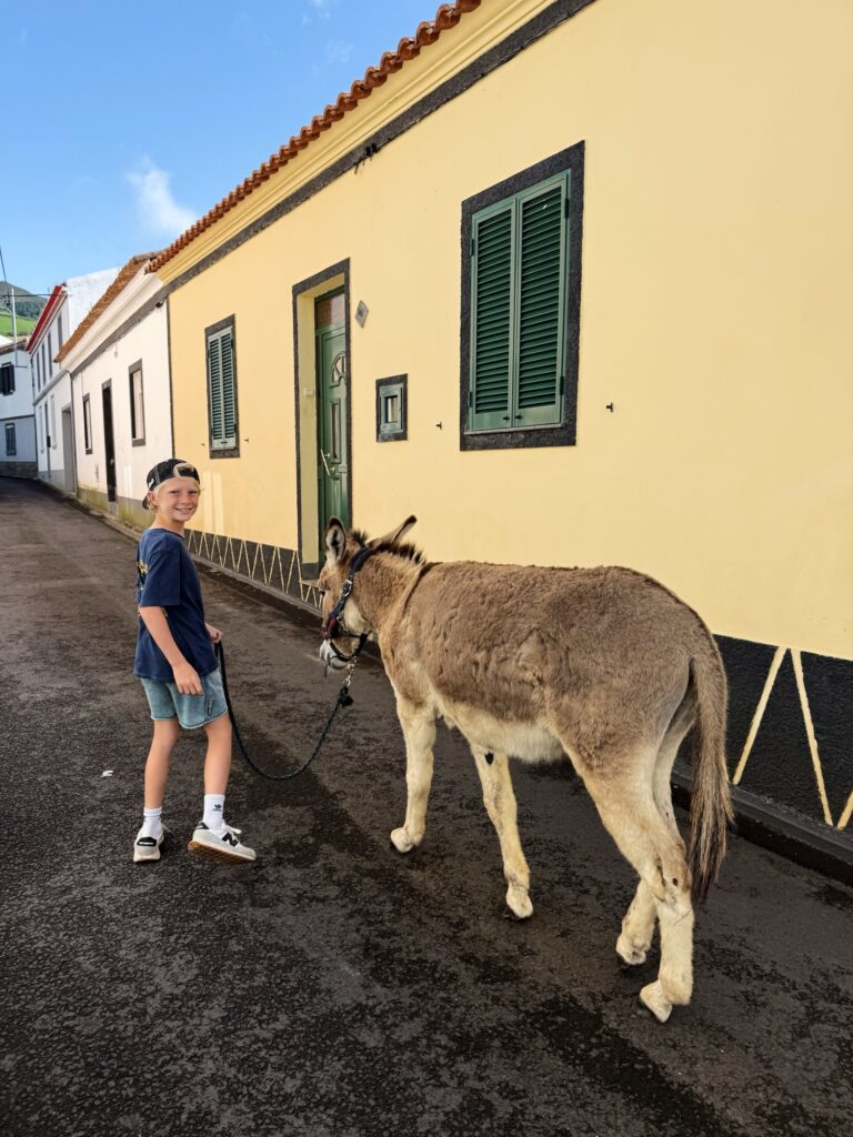donkeys and friends sao miguel