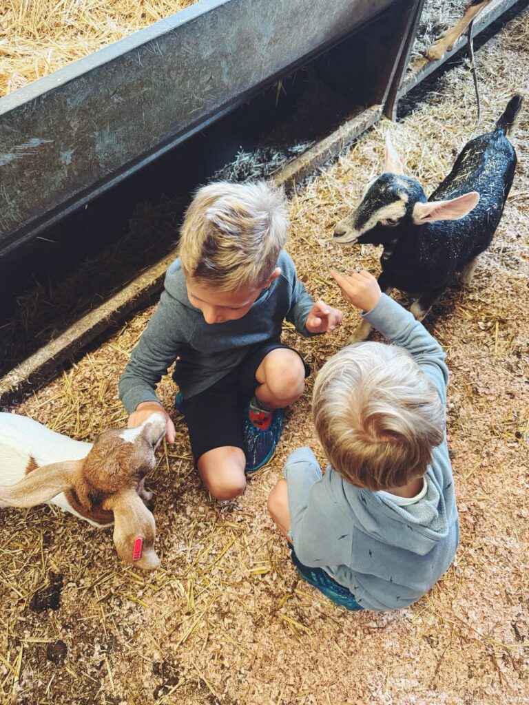 typical breakfast with goats