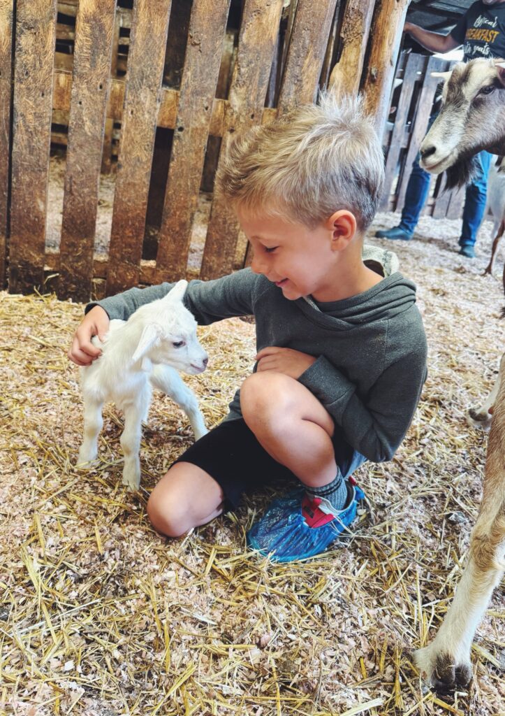 typical breakfast with goats ribeira grande