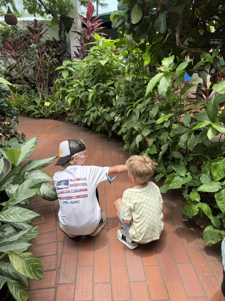 key west butterfly conservatory