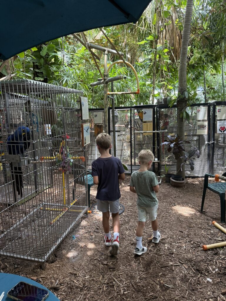 key west parrot rescue