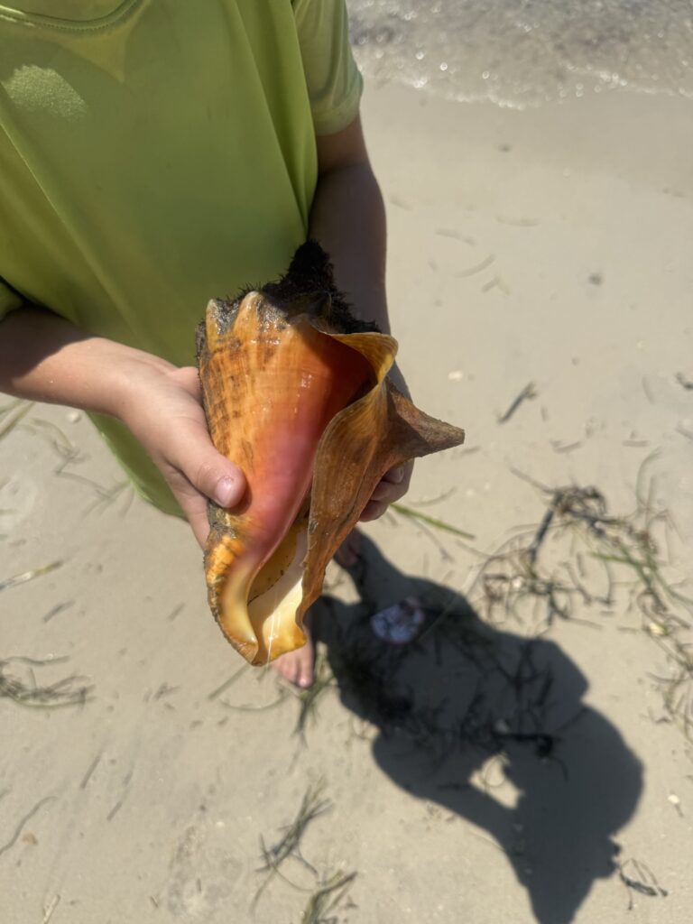 key west conch shells