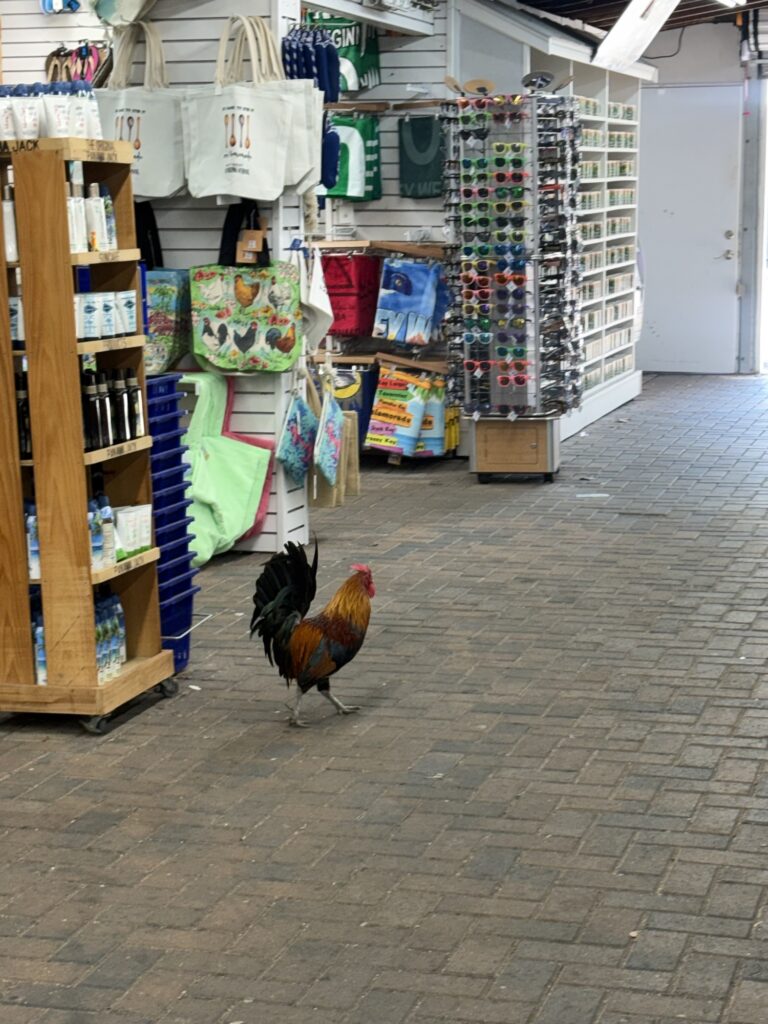 key west chickens