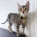 Maple foster kitten Maple foster kitten | Things I
