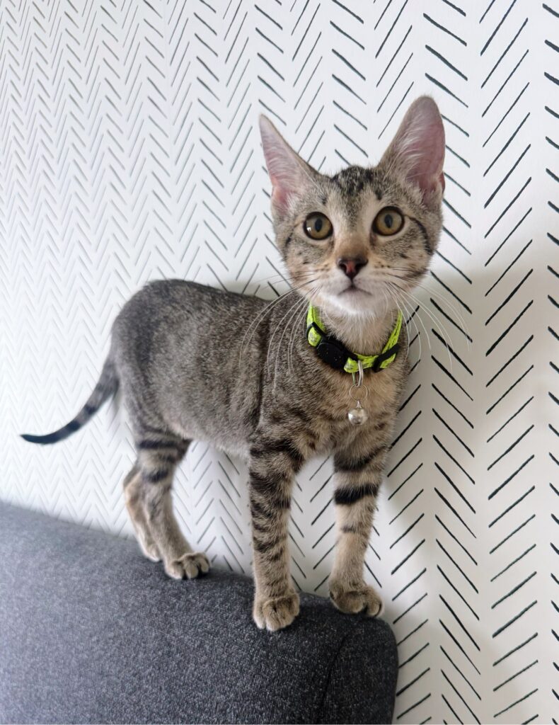 Maple foster kitten