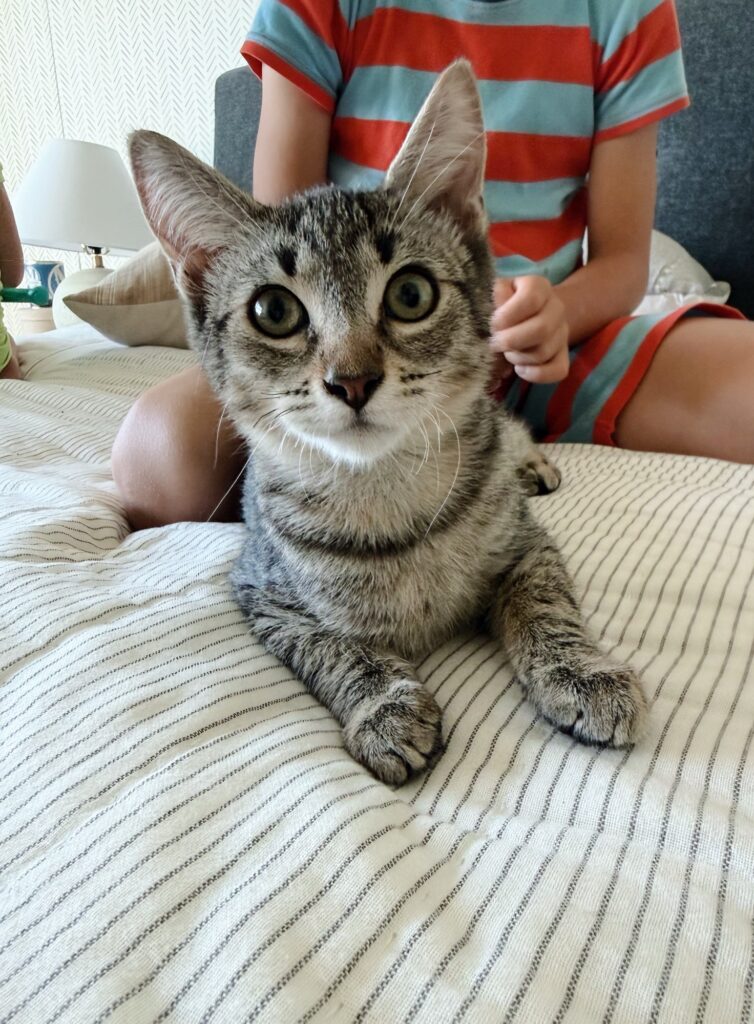 Waffles foster kitten