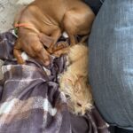 Pepper and Comet