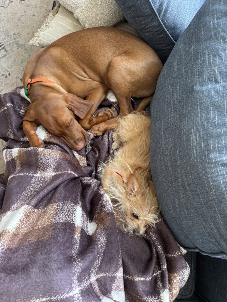 Pepper and Comet